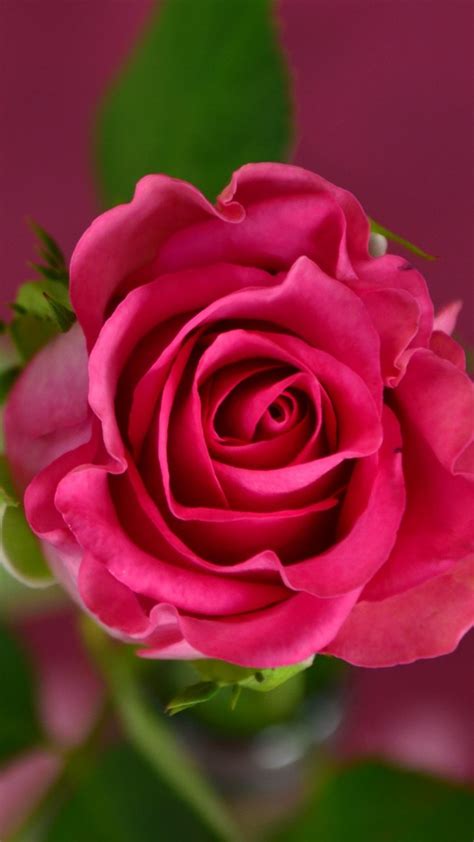 Flowers Pictures Roses Wallpapers Beautiful Rose Wallpaper Images