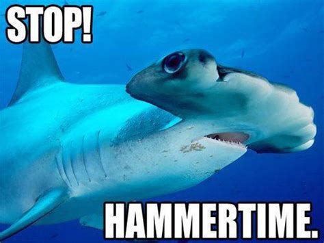 funny quotes about sharks quotesgram