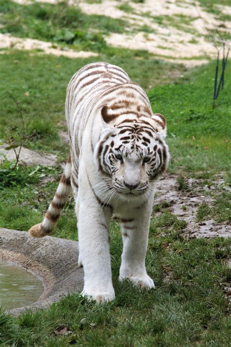 Cat That Looks Like A White Tiger