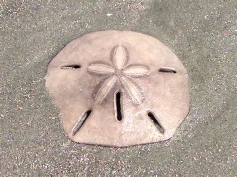 We found about 20 in all; South Carolina Sand Dollar | Sand dollar, Under the sea ...