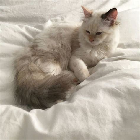 Aesthetic Kitten Precious Cat Animal Cute Pet Weheartit