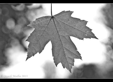 Maple Leaf On Black And White Info About This Photo This Ph Flickr