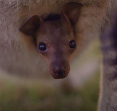Symbio Wildlife Park Breaks Record With 14 Newborn Kangaroos