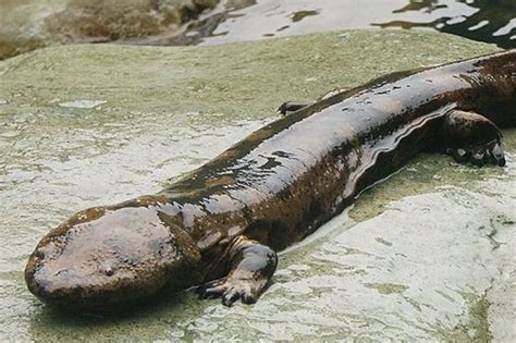 Critically Endangered Species Of Giant Salamander Is The Worlds
