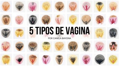 Cu L Es La Diferencia Entre Vulva Y Vagina The Best Porn Website