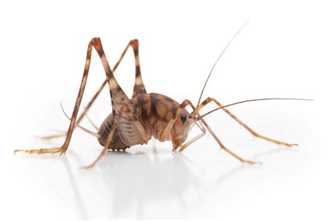 How Do Crickets Get Into Your House The Bug Master Pest Control And