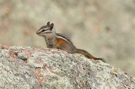 Colorado Chipmunk Wildlife Of Eldorado Canyon State Park · Inaturalist