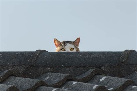 Cat Peeking Over