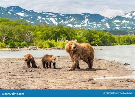 Ruling The Landscape Brown Bears Of Kamchatka Ursus Arctos Beringianus