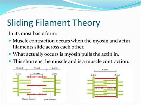 Sliding Filament Theory Presentation