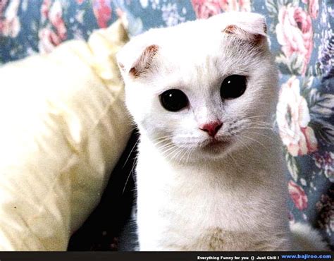Gambar Anak Kucing Yang Lucu Dan Imut Koleksi Gambar Hd
