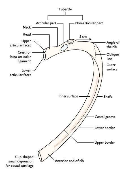 The term rib tips refers to the extra piece of meat that contains cartilage and connective tissues. The Ribs - Number, Typical, Atypical Ribs, Ossification ...