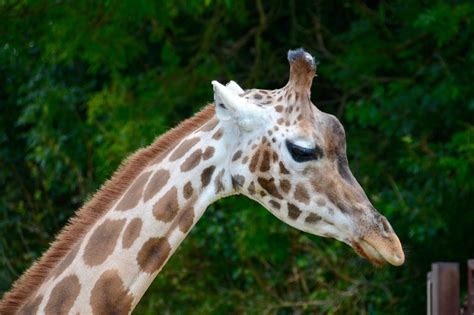 The Best Safari Parks In The Uk Really Wildlife