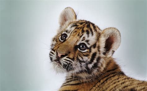 Cute Tiger Cub Wallpapers | HD Wallpapers | ID #10330