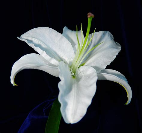 Ambers Lily White Star Lily By Terri Winkler