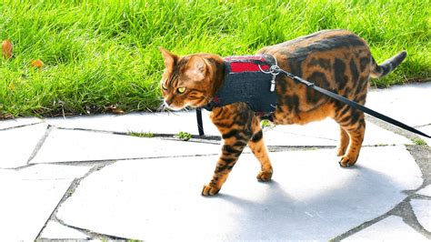 Best Harnesses For Cats Cat Sitter Toronto Inc Cat Parents