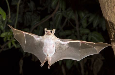 15 Fun Facts About Bats And How You Can Help Charity Choice Blog