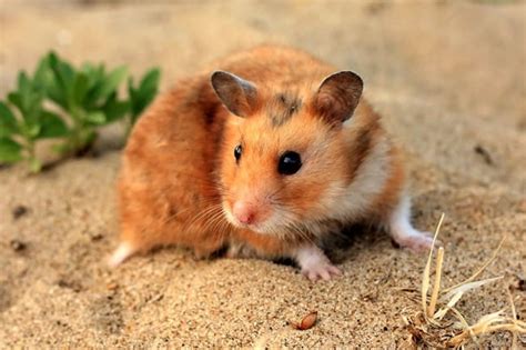 Le Hamster Doré Comme Animal De Compagnie Un Guide Dinformation Mon