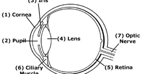 Parts Of The Eye Diagram For 4th Graders Lesson 2 Grade 3 Grade 4