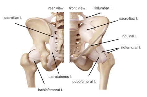 An example of a pivot joint is the joint of the first and second vertebrae of the neck that allows the head to move back and forth (figure 4). Hip Joint Diagram