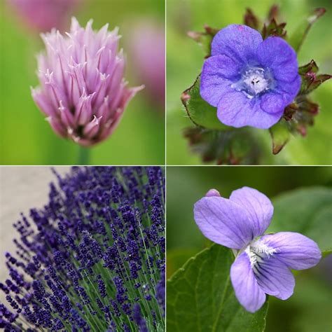 Edible Plants With Purple Flowers