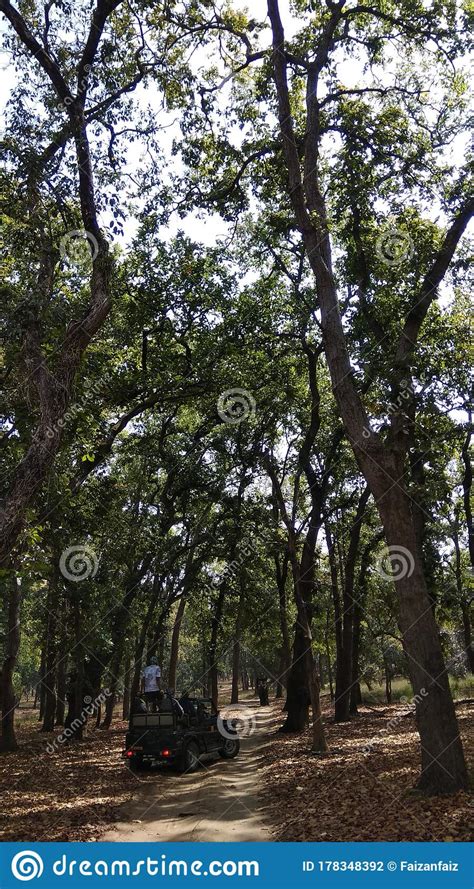 Jungle Safari Dense Jungle Of Bandhavgarh With Tall Sal Trees Editorial