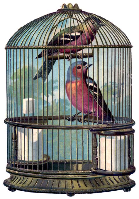Birdcage Drawing Cage Bird Vintage Birds Fabulous Graphic Enlarge Graphics Fairy Dekorisori