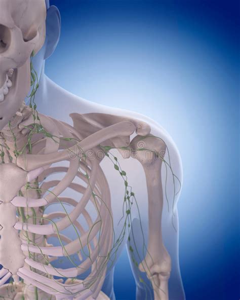 The Axillary Lymph Nodes Stock Illustration Illustration Of Accurate