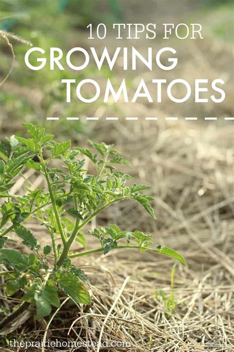 Growing Tomatoes 10 Tips The Prairie Homestead