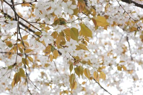 White Sakura Flower Or Cherry Blossoms Stock Photo Image Of Blossom