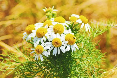 Soothing Chamomile Health And Skin Benefits Wild For Nature