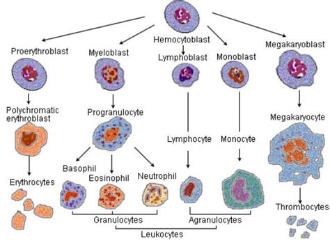 Difference Between Leukocytes And Lymphocytes Characteristics