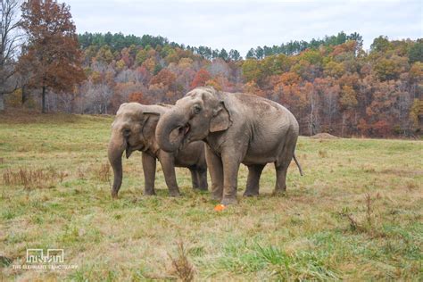 the elephant sanctuary elephantstn twitter