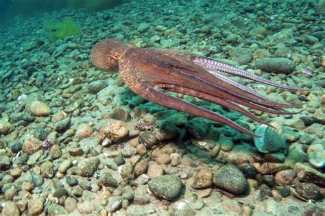 Giant Pacific Octopus Facts Habitat Diet Conservation And More