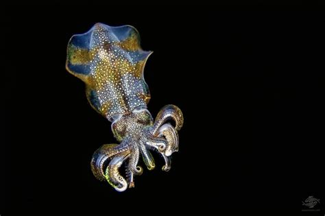 Squid In The Night Facts And Photographs Seaunseen