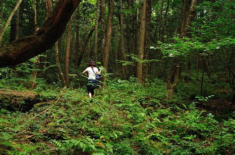 Aokigahara Why Is Japans Sea Of Trees One Of The Scariest Forests In