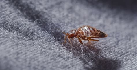 These Are The 25 Worst Cities In Canada For Bed Bugs News