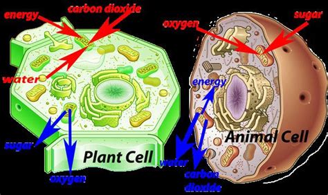 Pcp is published from japanese society of plant physiologists, since 1959. Plant and Animal Cell Diagrams Luxury 3 3 Plant Cells Year ...