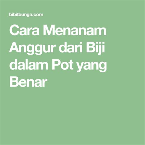 Cara menanam anggur dalam pot (tabulampot) baik bibit anggur dari biji maupun bibit anggur stek cabang diantara bibit. Cara Menanam Anggur dari Biji dalam Pot yang Benar (With ...