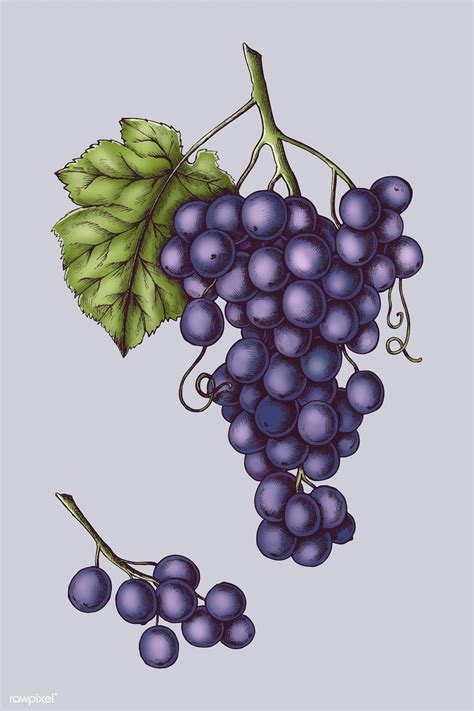 Download 7,258 cartoon grapes stock illustrations, vectors & clipart for free or amazingly low rates! Download premium vector of Fresh organic purple grapes ...