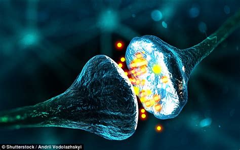 Radical New Microscope Shows Living Nerve Synapses Daily Mail Online