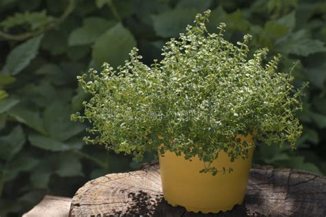 Thyme In Pot On Wood Log Background Of Gree Garden Potted Thymus