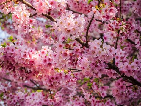 Sakura Magic In The Nilgiris Wild Cherry Blossom The Pollachi Papyrus