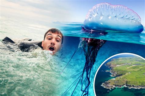 Jellyfish In Uk Portuguese Man O War Invade Britain Waters And Ready