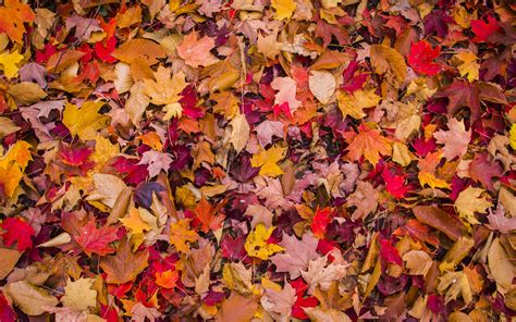 Download Wallpaper 3840x2400 Foliage Leaves Autumn Macro 4k Ultra Hd