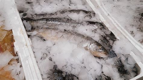 Fresh Fishes On Ice — Stock Photo © Ruslan117 70270715