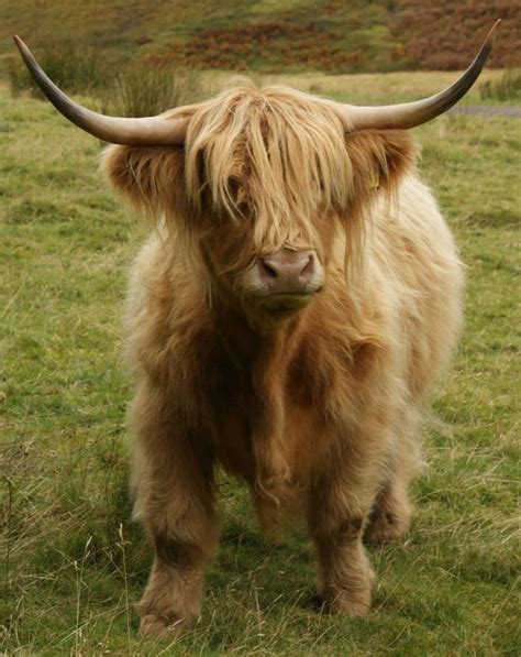 449 Best Scottish Highland Cattle Images On Pinterest Scotland Cow
