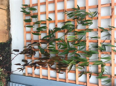 Maybe you would like to learn more about one of these? C.armandii leaves going brown!! — BBC Gardeners' World ...