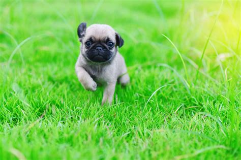 30 Cute Pug Pictures That Will Make You Want One Readers Digest