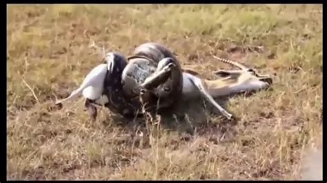 Most Shocking Giant Anaconda Attacks Most Amazing Wild Animal Attacks